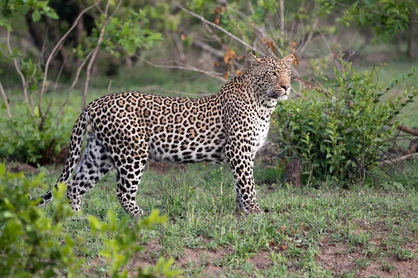 Leopardo Africano Moviéndose Por Los Arbustos Sudáfrica — Foto de Stock