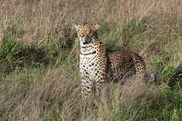 Manlig Afrikansk Leopard Busken Sydafrika — Stockfoto