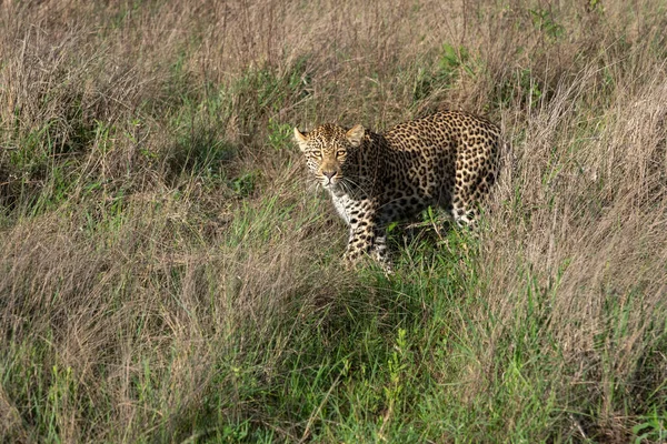 Homem Leopardo Africano Mato África Sul — Fotografia de Stock