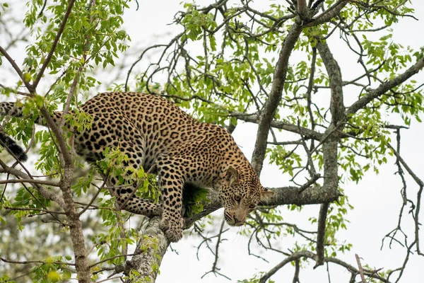 Африканский Леопард Дереве Юар — стоковое фото