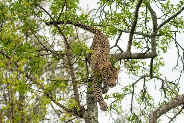 Африканский Леопард Дереве Юар — стоковое фото