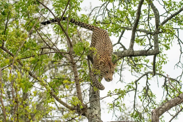 남아프리카 공화국의한 나무에 아프리카 — 스톡 사진