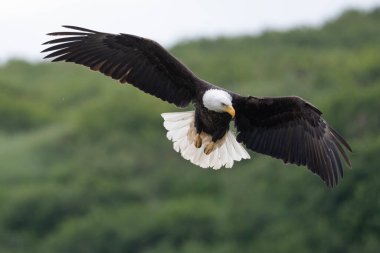 Bald eagle in flight in McNeil River State Game Sanctuary and Refuge in Alaska