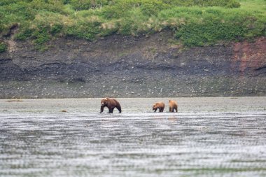Alaska kahverengi ayısı, McNeil Nehri Oyun Sığınağı ve Sığınağı 'nda sisli ve sisli bir günde uzak bir kıyı şeridinde eker ve yavrular.