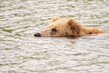 Alaska kahverengi ayısı McNeil Nehri Eyalet Mabedi 'ndeki Mikfik Deresi' nde somon balığı avlıyor..