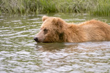 Alaskan brown bear fishing for salmon in Mikfik Creek in McNeil River State Game Sanctuary and Refuge.