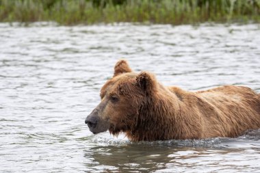 Alaskan brown bear fishing for salmon in MiKfik Creek in McNeil River State Game Sanctuary and Refuge.