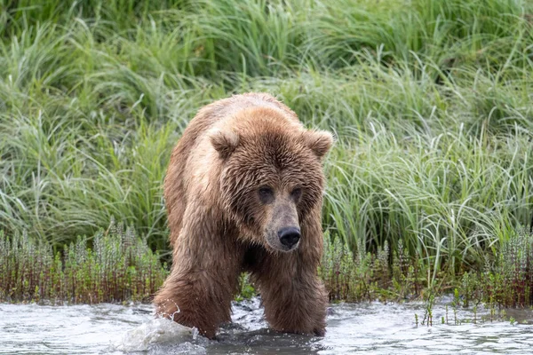 Alaskan Brown Bear Wading Mikfik Creek Mcneil River State Game — Stockfoto