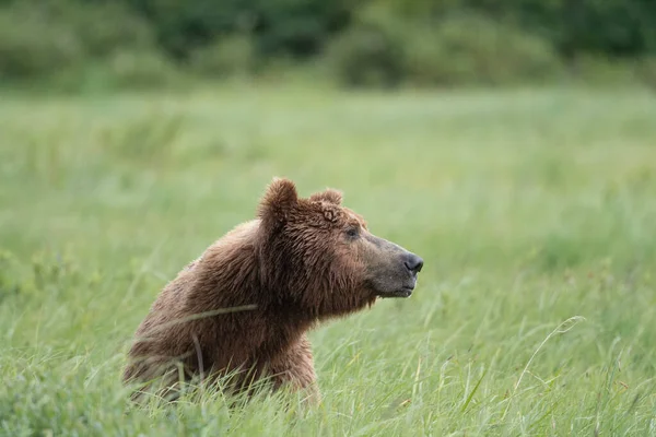 Alaskan Brown Bear Walking High Vegetation Mcneil River State Game — Φωτογραφία Αρχείου