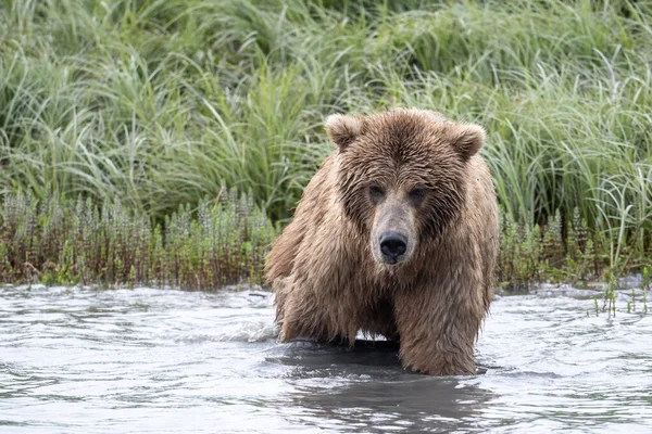 Alaskan Brown Bear Wading Mikfik Creek Mcneil River State Game — Stockfoto