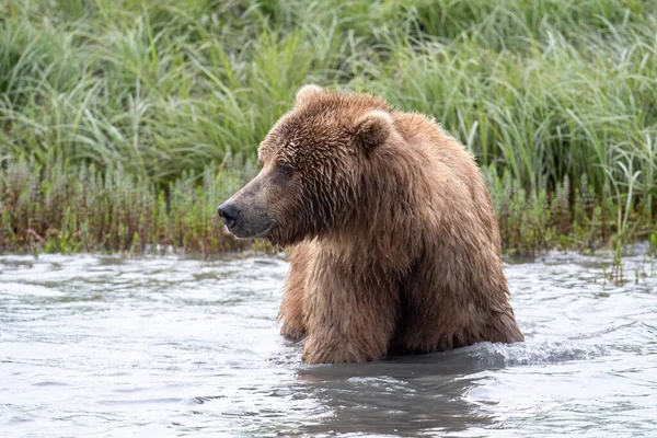 Alaskan Brown Bear Wading Mikfik Creek Mcneil River State Game — Stok fotoğraf