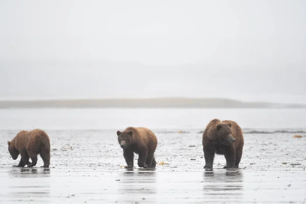 Alaskan Brown Bear Sow Cubs Clamming Mud Flat Foggy Misty — стоковое фото