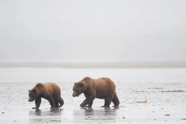 Alaskan Brown Bear Sow Cub Clamming Mud Flat Foggy Misty — Zdjęcie stockowe
