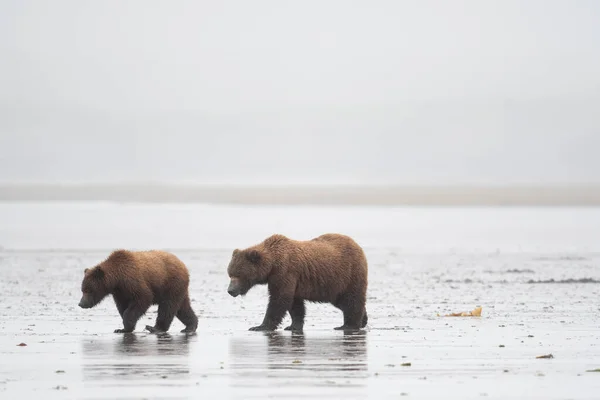 Alaskan Brown Bear Sow Cub Clamming Mud Flat Foggy Misty — Foto de Stock