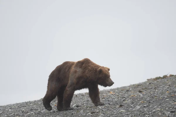 Alaskan Brown Bear Foggy Misty Day Mcneil River Game Sanctuary — Stock Photo, Image