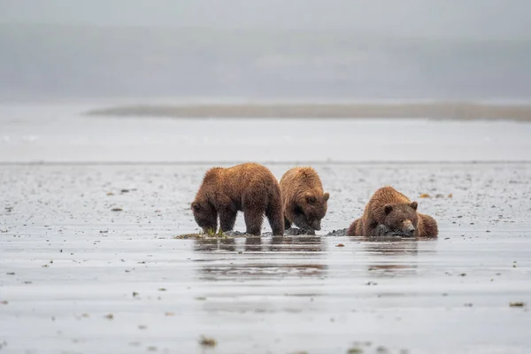 Alaskan Brown Bear Sow Cubs Clamming Mud Flat Foggy Misty — Φωτογραφία Αρχείου