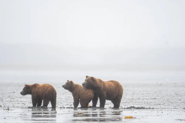 Alaskan Brown Bear Sow Cubs Clamming Mud Flat Foggy Misty — Fotografia de Stock