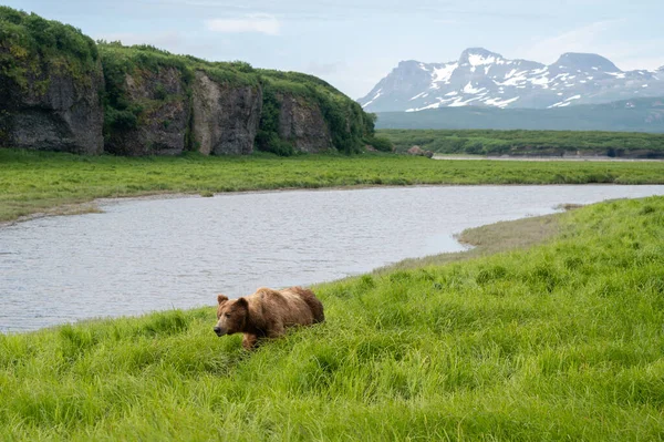 Alaskan Brown Bear Mikfik Creek Mcneil River Game Sanctuary Refuge — ストック写真