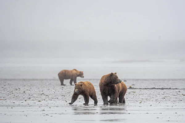 Alaskan Brown Bear Sow Cubs Clamming Mud Flat Foggy Misty —  Fotos de Stock