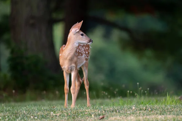 White Tailed Deer Fawn Spots Open Meadow Summer Morning — Photo