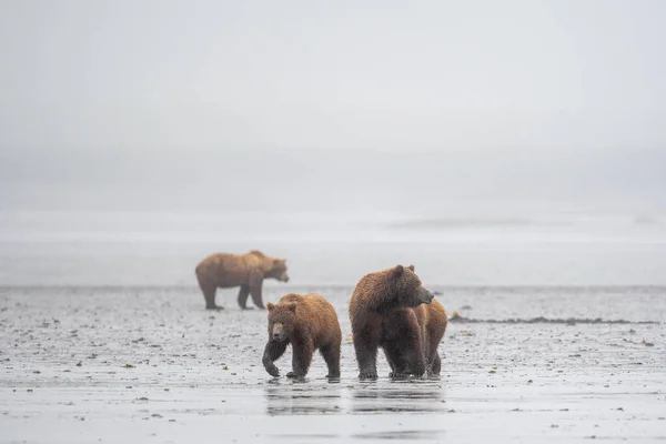 Alaskan Brown Bear Sow Cubs Clamming Mud Flat Foggy Misty — ストック写真