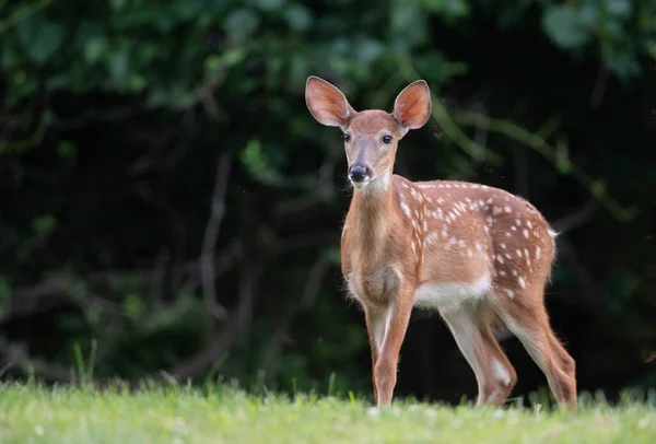 White Tailed Deer Fawn Spots Open Meadow Summer Morning - Stock-foto