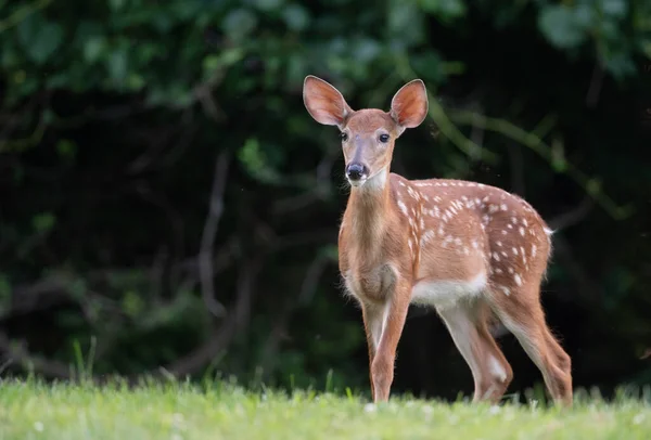 White Tailed Deer Fawn Spots Open Meadow Summer Morning — Foto de Stock