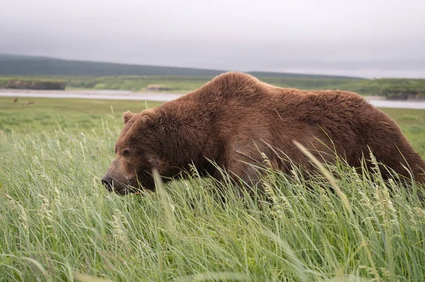 Alaskan Brown Bear Moving Trail High Vegetation Mcneil River State — ストック写真