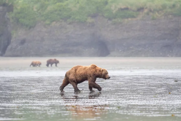 Alaskan Brown Bear Walking Mud Flat Low Tide Mcneil River — ストック写真