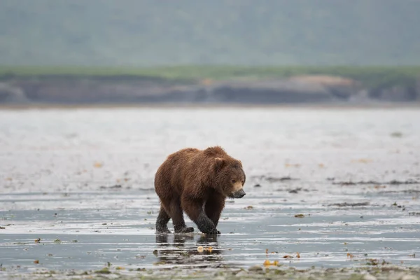 Alaskan Brown Bear Sow Mud Its Snout Clamming Walks Shore — Photo
