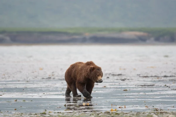 Alaskan Brown Bear Sow Mud Its Snout Clamming Walks Shore — ストック写真