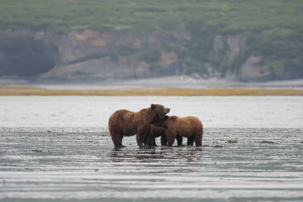 Alaskan Brown Bear Sow Cubs Clamming Mud Flat Foggy Misty — Foto Stock