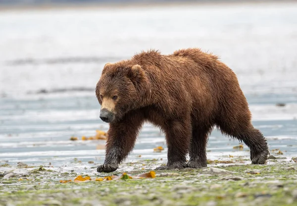 Alaskan Brown Bear Sow Mud Its Snout Clamming Walks Shore — Photo