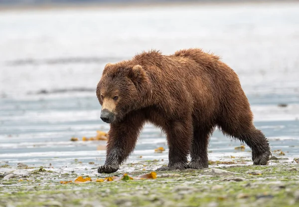 Alaskan Brown Bear Sow Mud Its Snout Clamming Walks Shore — Stock Fotó