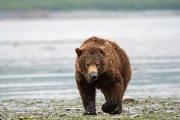 Urso Pardo Alasca Semeia Com Lama Seu Focinho Passeios Clamming — Fotografia de Stock