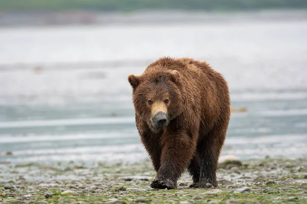 Alaskan Brown Bear Sow Mud Its Snout Clamming Walks Shore — Fotografia de Stock