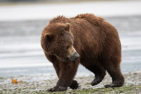 Alaskan Brown Bear Sow Mud Its Snout Clamming Walks Shore — Fotografia de Stock