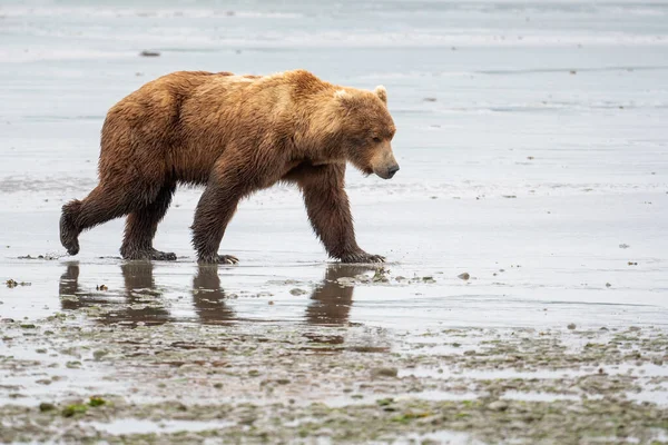 Alaskan Brown Bear Walking Mud Flat Low Tide Mcneil River — Fotografia de Stock