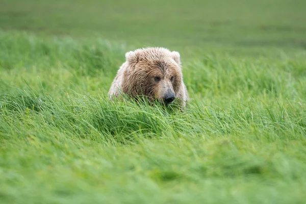 Alaskan Brown Bear Feeding Mcneil River State Game Sanctuary Refuge — 스톡 사진