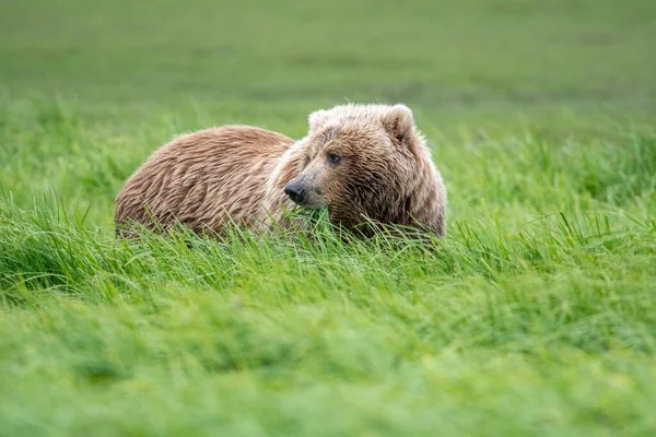 Alaskan Brown Bear Feeding Mcneil River State Game Sanctuary Refuge — Φωτογραφία Αρχείου