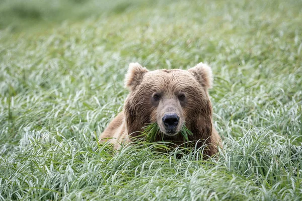 Alaskan Brown Bear Feeding Mcneil River State Game Sanctuary Refuge — Foto Stock