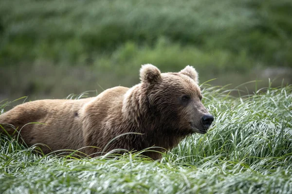 Alaskan Brown Bear Feeding Mcneil River State Game Sanctuary Refuge — Stockfoto