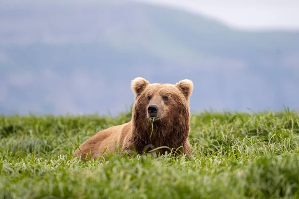Alaskan Brown Bear Feeding Mcneil River State Game Sanctuary Refuge — Stockfoto