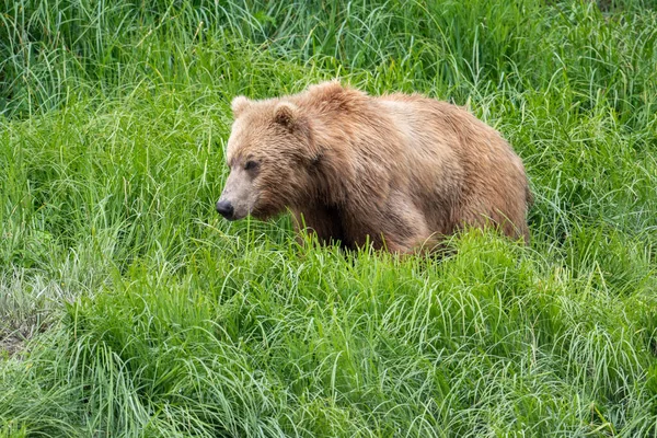 Sub Adult Alaskan Brown Bear Mcneil River State Game Sanctuary — Stockfoto
