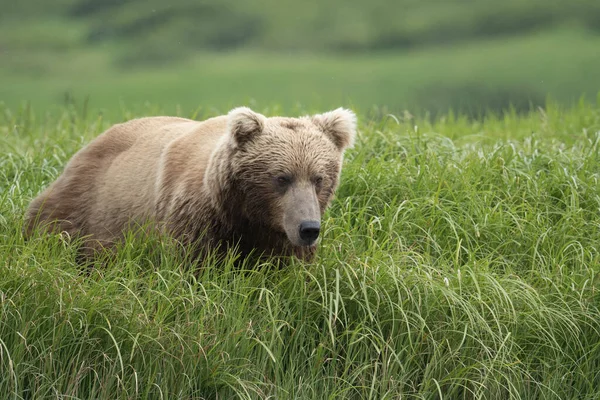 Alaskan Brown Bear Feeding Mcneil River State Game Sanctuary Refuge — Stock Fotó