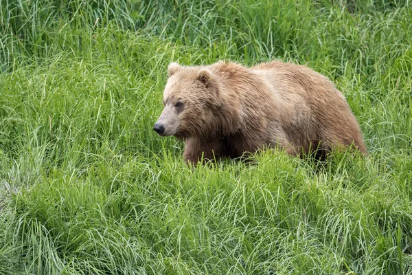 Взрослый Бурый Медведь Аляски Заповеднике Убежище Реке Макнил — стоковое фото