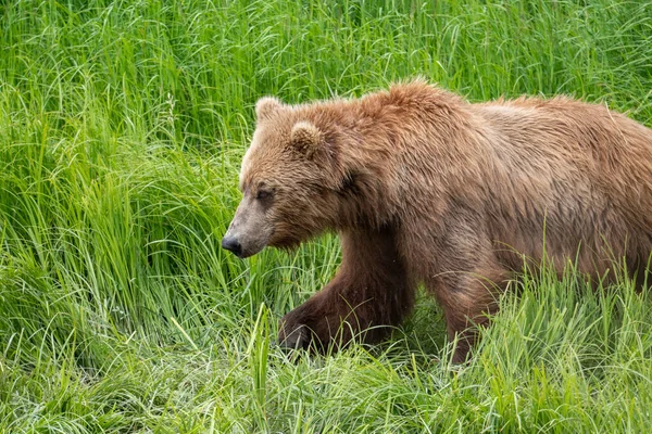 Sub Adult Alaskan Brown Bear Mcneil River State Game Sanctuary — Φωτογραφία Αρχείου