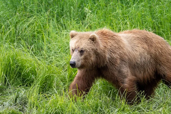 Sub Adult Alaskan Brown Bear Mcneil River State Game Sanctuary — Stockfoto