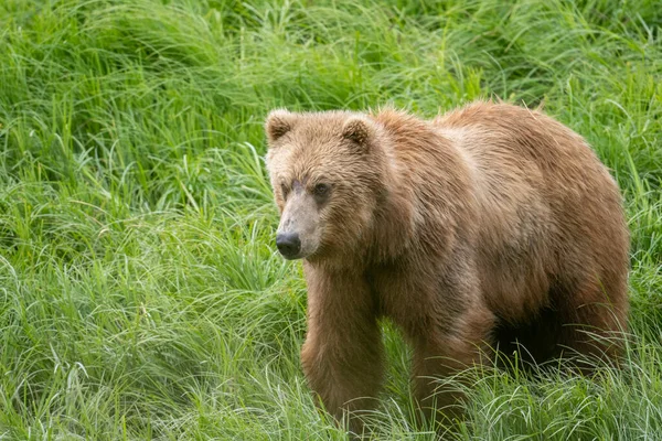 Sub Adult Alaskan Brown Bear Mcneil River State Game Sanctuary — Foto de Stock