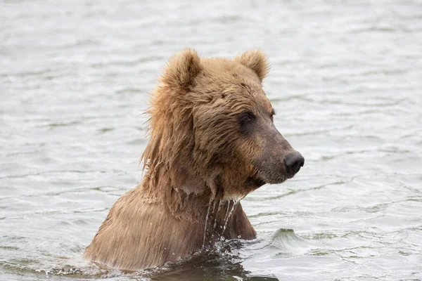 Alaskan Brown Bear Fishing Salmon Mikfik Creek Mcneil River State — Fotografia de Stock